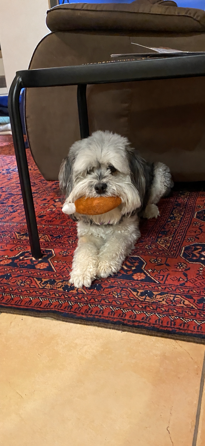 Drumstick Dog Toy